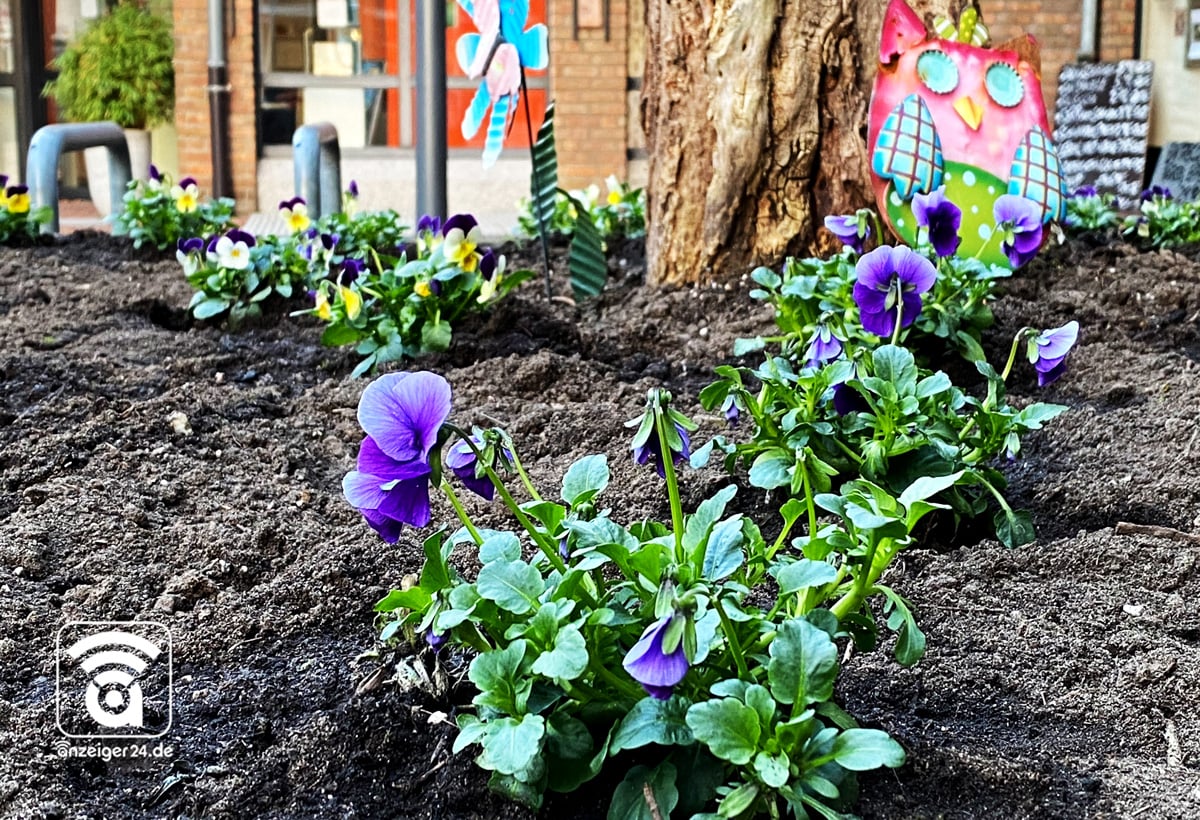 Warrington-Platz-Blumen-Pflanzen