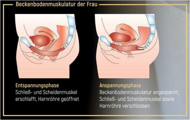 Powerchair bei Abnehmen im Liegen: Wissenswertes über die Beckenbodenmuskulatur