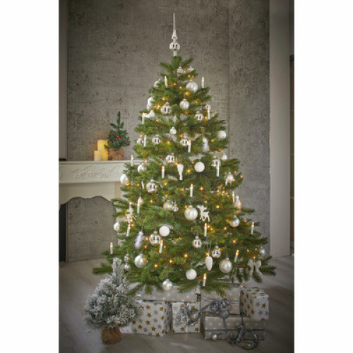 Baum ´Bristlecone´ 155cm 1St Baum ´Bristlecone´ 155cm 1St