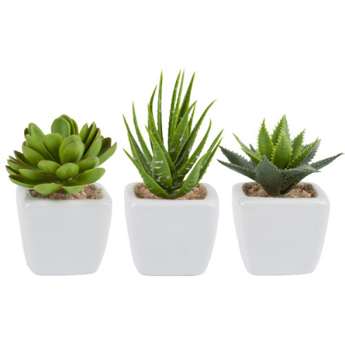 Grünpflanze Grünpflanze