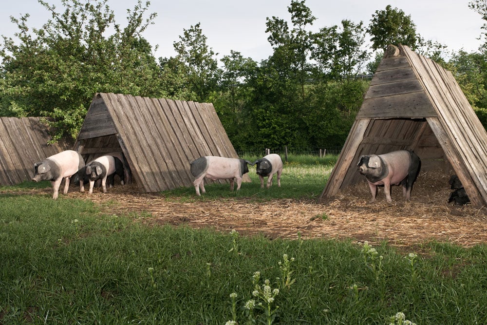 Woywod-Kohel-Schweinefleisch-Schwaebisch-Hall-Huette