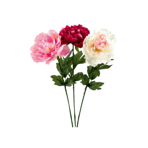 Pfingstrose Pfingstrose