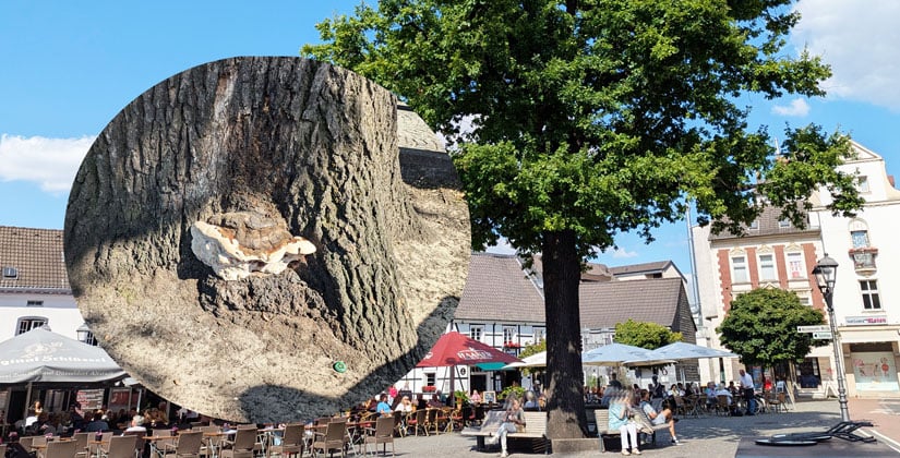 Stadt beruhigt: Lackporling stellt keine Gefahr dar – vorerst Stadt beruhigt: Lackporling stellt keine Gefahr dar – vorerst
