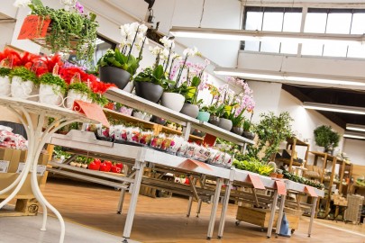 "Nix wie hin" und Pflanzen kaufen im Fachmarkt NWH Hilden